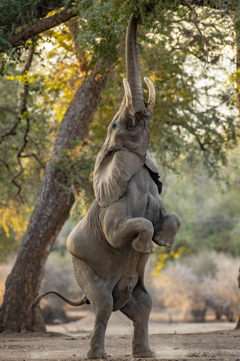 Слон демонстрирует чудеса акробатики ради сочных листьев МанаПулс, только, необычные, чтобы, слоны, таким, недостаточно, зелени, вынуждены, искать, время, способомВо, высоте, съемок, парке, Именно, стала, виновницей, остается, пищиКогда