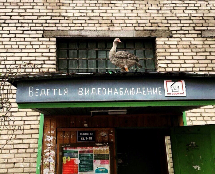 Птица все видит!