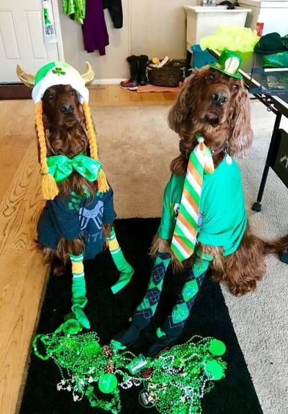 Прикольные картинки. Вечерний выпуск (87 фото)