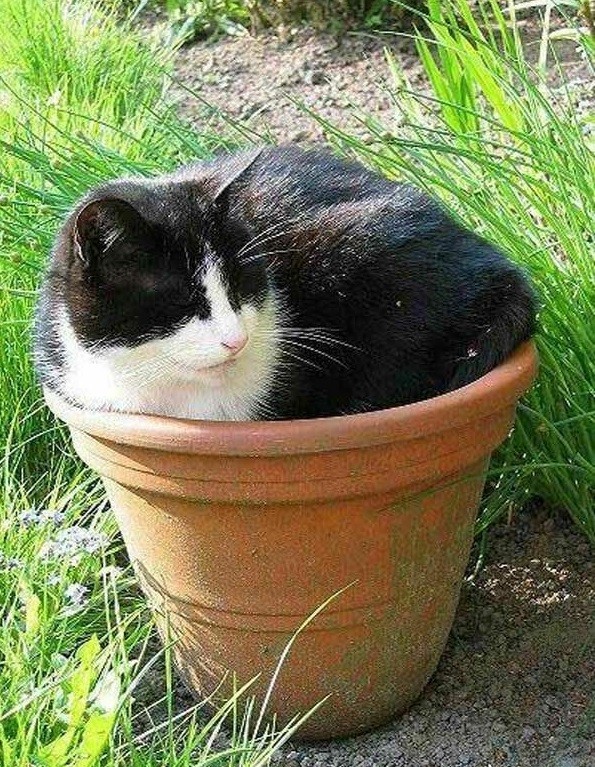Коты, которых можно налить в любую емкость животные, приколы, удачный кадр, юмор