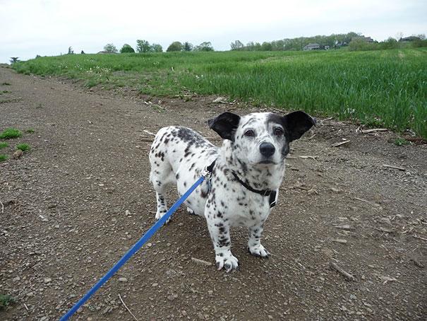 Cамые необычные породы собак Хаски, Husky, Корги, Далматины, Corgi, Dalmatian, Poodle, Пудель, Питбуль, Бассетхаунд, Английский, Бульдог, English, Bulldog, Hound, Шарпеи, Basset, Померанец, SharPei, Золотистый