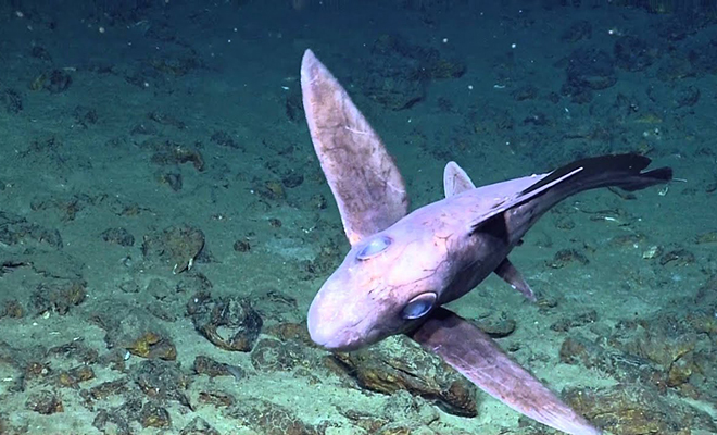 Под водой на глубине увидели существо, которое выглядело как механическая рыба механической, впервые, камеру, северу, корпус, раньше, никогда, удавалось, заснять, естественной, среде, обитания Перепутать, акулу, игрушкой, профессиональный, океанолог, плавники, знают, планируют, будет