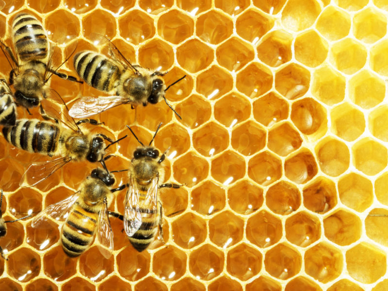 Скандал с массовой гибелью пчёл в «Укрпочте» приобретает неожиданный оборот (ВИДЕО)