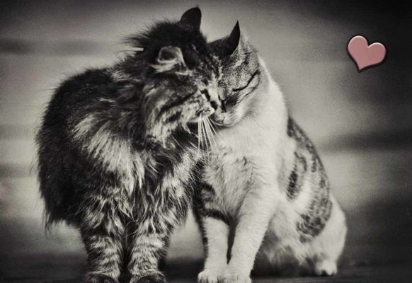 Фото любви кошек