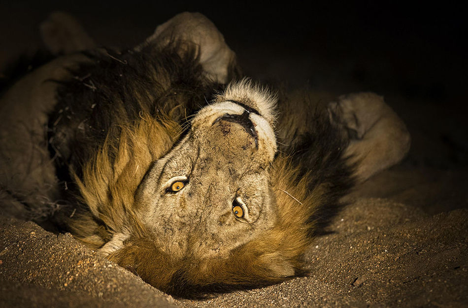 14 прекрасных и удивительных кадров о ночной жизни африканских животных