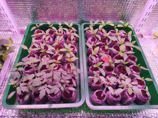 Забор из перца в московской квартире: городской фермер делится опытом Забор из перца в московской квартире: городской фермер делится опытом огород