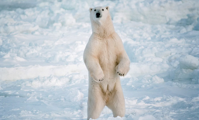 Реальный размер белого медведя в сравнении с человеком. Рост на задних лапах превышает 3,5 метра 