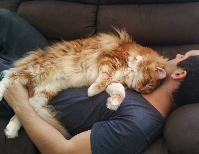 Почему многие коты предпочитают спать, умостившись на человека сверху домашние животные,кошки и коты,общество,человек