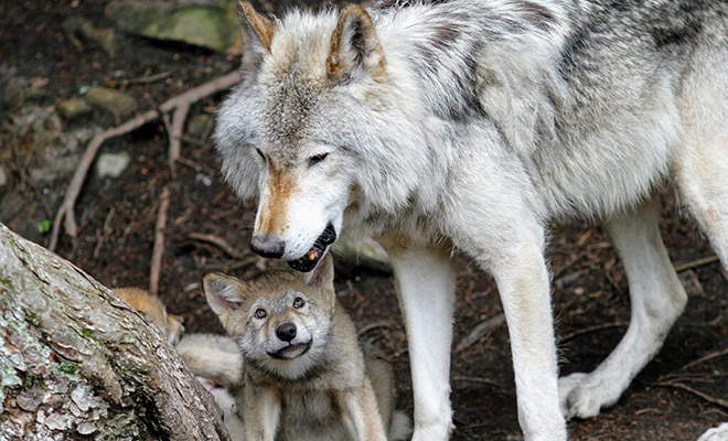 Иерархия волчьей стаи: ученым удалось выяснить настоящее поведение волков Культура