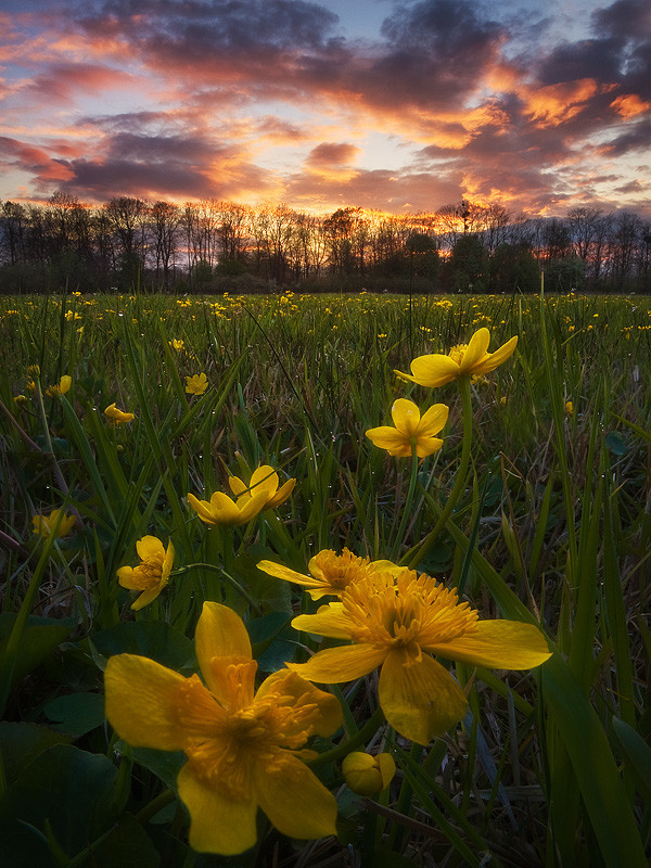 Фотография Marsh Marigold автор Jan Bainar на 500px