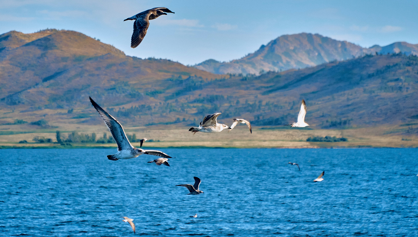 чайки, иртыш