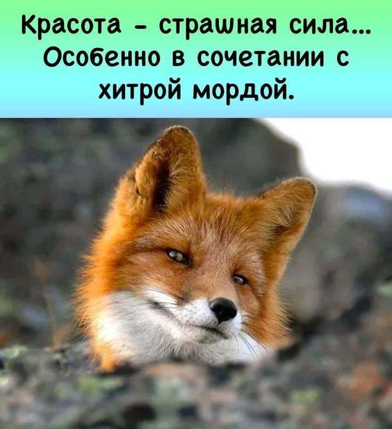 Отменные шуточки Отменные шуточки