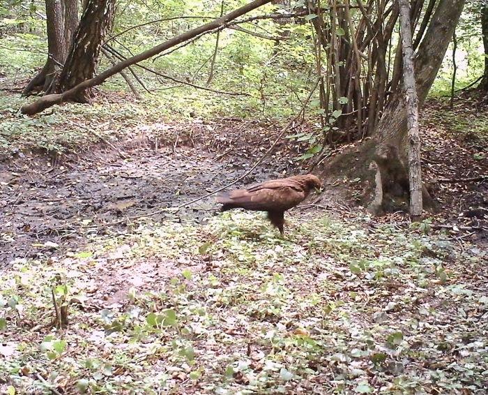 Биолог Сергей Гащак установил в чернобыльском лесу фотоловушки и показал, кто там обитает Биолог Сергей Гащак установил в чернобыльском лесу фотоловушки и показал, кто там обитает дикая природа,интересное,природа,Чернобыль