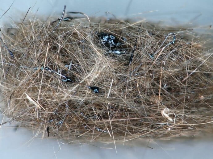 птичье гнездо