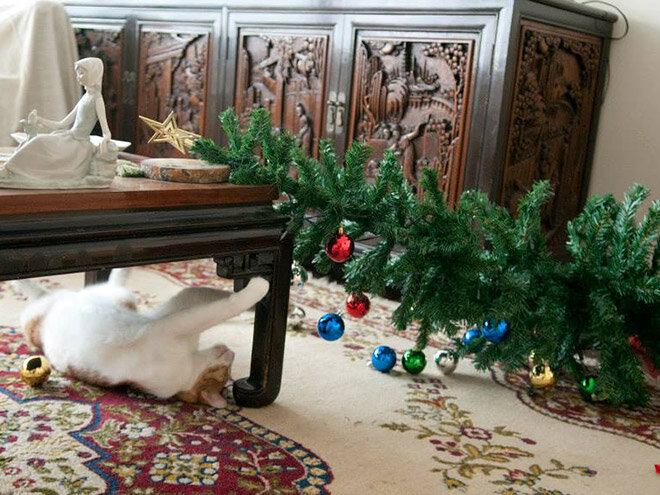 Коты и собаки против новогодних ёлок домашние животные,интерьер и дизайн,наши любимцы