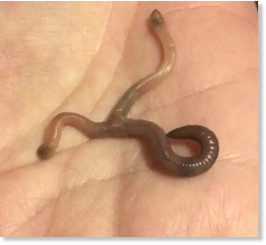 Женщина нашла двухголового червя в Челтенхэме, Великобритания