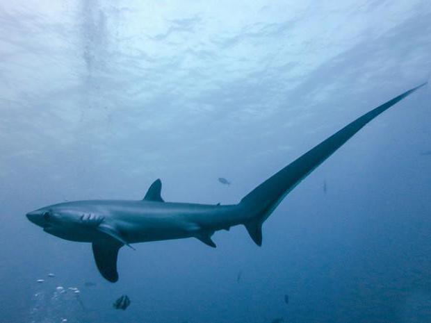 Морская хищница — акула-лисица