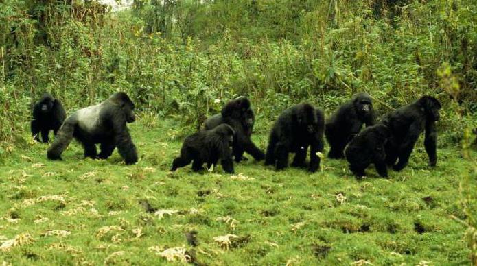 Горная горилла: фото, описание