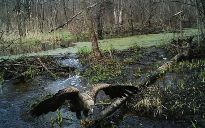 В то, что было снято на камеры в лесах Чернобыля — люди отказываются верить. Только посмотрите на ЭТО В то, что было снято на камеры в лесах Чернобыля — люди отказываются верить. Только посмотрите на ЭТО супер