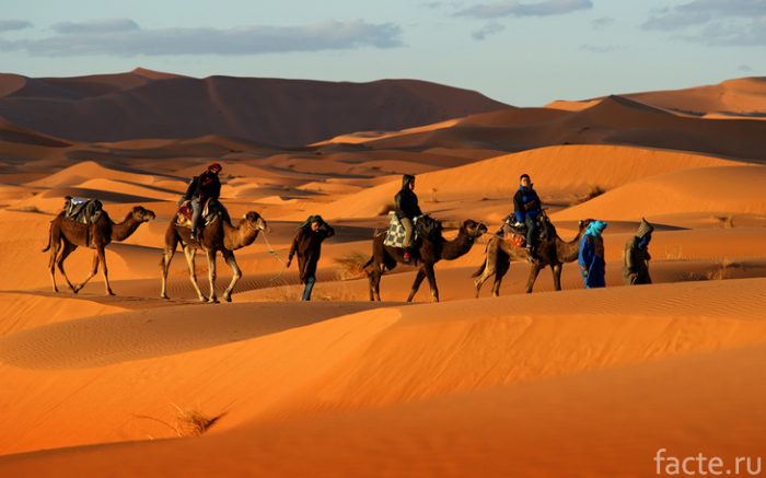 Народ туарегов, в котором главная роль отводится женщинам мир,народы,общество