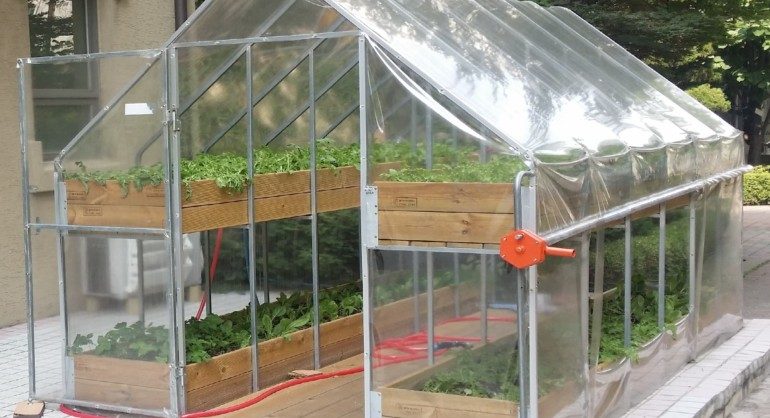 Домашняя оранжерея своими руками для дома и дачи