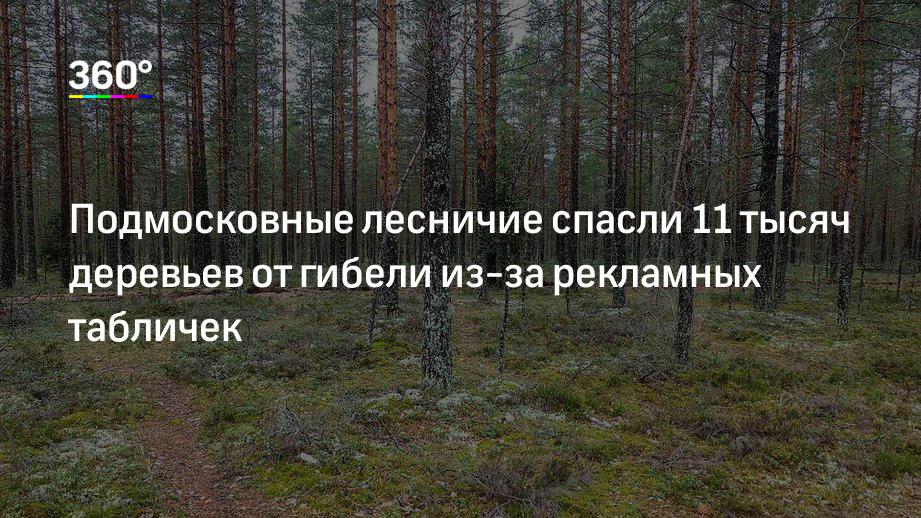 Подмосковные лесничие спасли 11 тысяч деревьев от гибели из-за рекламных табличек