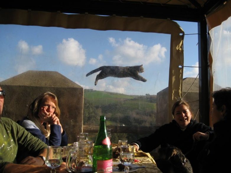 Кошки, которые готовы пойти на всё ради внимания