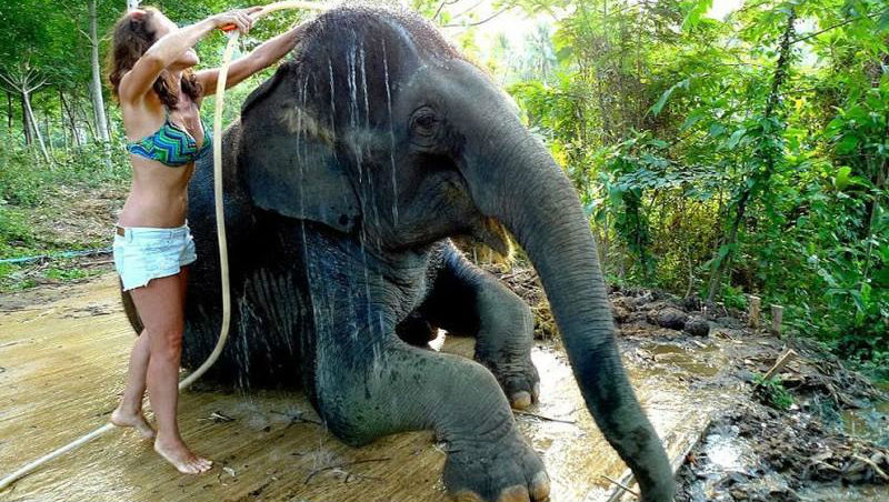 Как научиться мыть слона