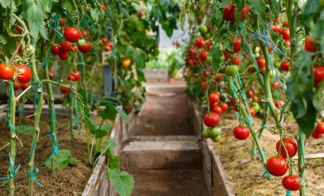 Формирование томатов в теплице и открытом грунте: инструкции и схемы