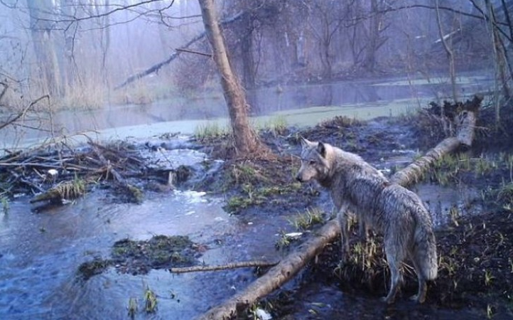 В то, что было снято на камеры в лесах Чернобыля — люди отказываются верить. Только посмотрите на ЭТО В то, что было снято на камеры в лесах Чернобыля — люди отказываются верить. Только посмотрите на ЭТО супер