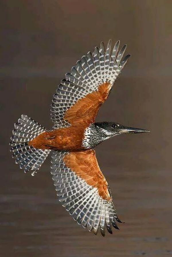 Гигантский пегий зимородок великолепие, животные, интересное, красота, полет, птицы, факты
