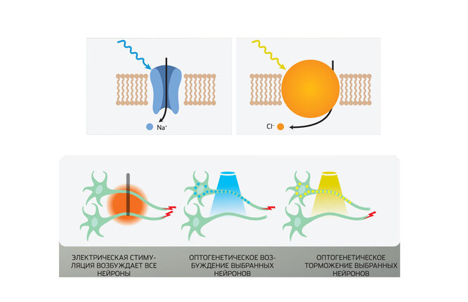 Куда деваются воспоминания, когда мы забываем: оптогенетика генетика,мозг,наука