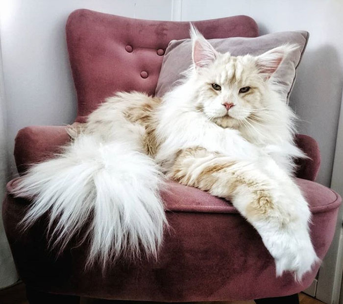 Шведский Лотос. Instagram lotus_the_mainecoon.