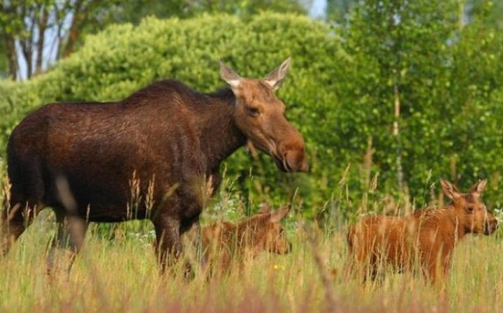 В то, что было снято на камеры в лесах Чернобыля — люди отказываются верить. Только посмотрите на ЭТО В то, что было снято на камеры в лесах Чернобыля — люди отказываются верить. Только посмотрите на ЭТО супер