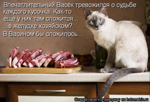 Свежая котоматрица для всех (31 шт)