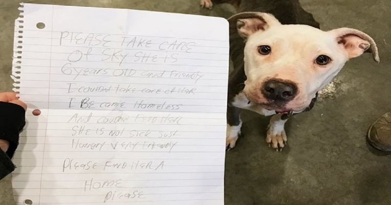 Исхудавшая бездомная собака была найдена с запиской, от которой хотелось расплакаться…