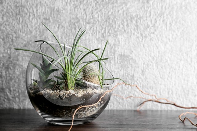 Как сделать флорариум своими руками и ухаживать за ним для дома и дачи,комнатные растения,мастер-класс