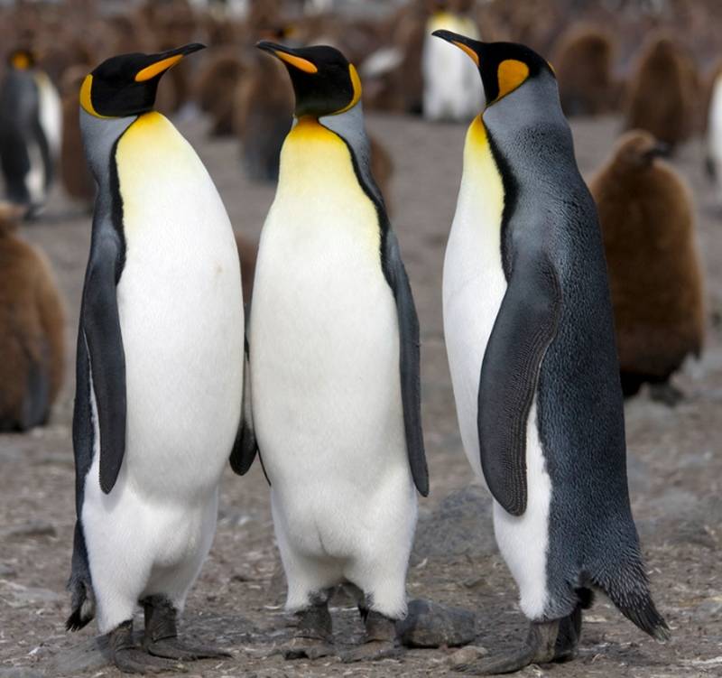Почему пингвины вызывают смех