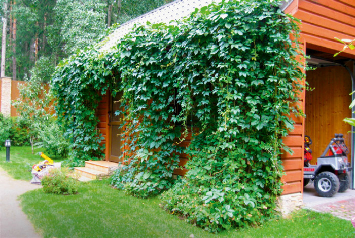 13 практичных советов, которые стоит взять на заметку всем дачникам в начале сезона 225,273,7871,7891,7897