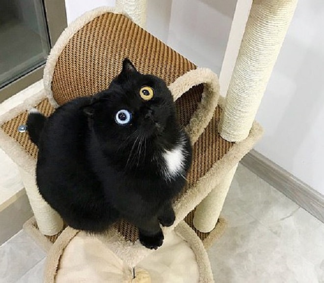 Кошка сидит