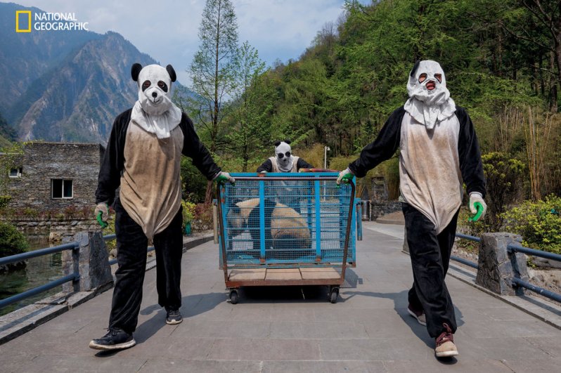 Вот так работники заповедника перевозят панду в другой вольер  животные, кадр, люди, фото, фотоподборка
