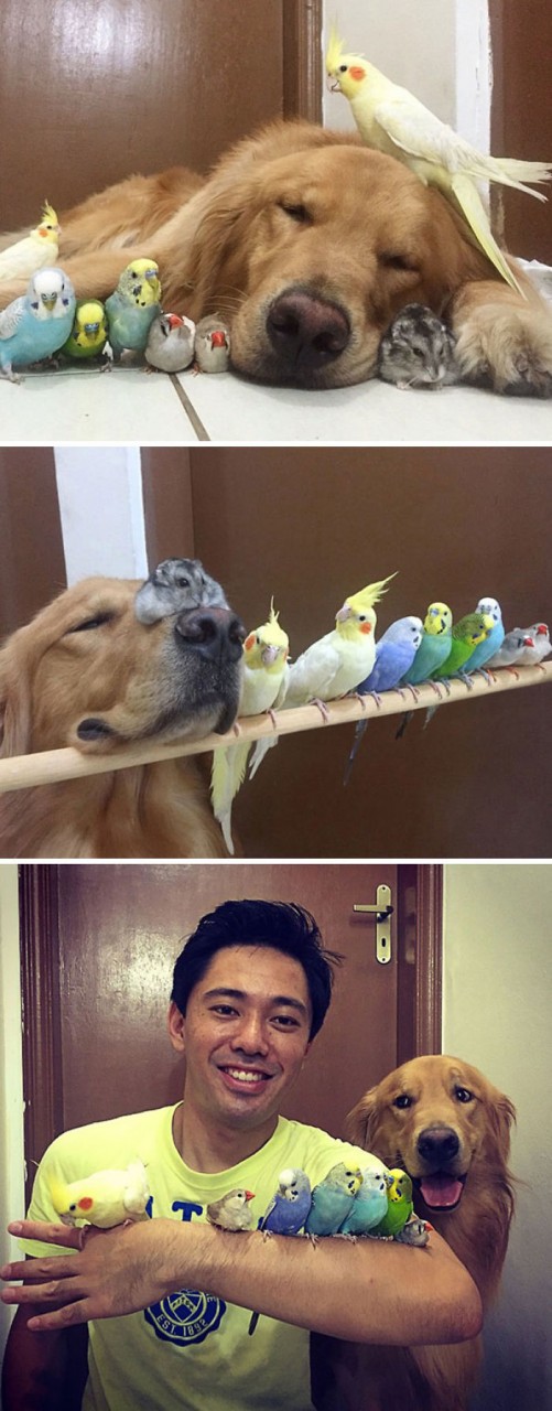 Meet Bob, The Friendly Golden Retriever, Lives With 8 Birds And A Hamster