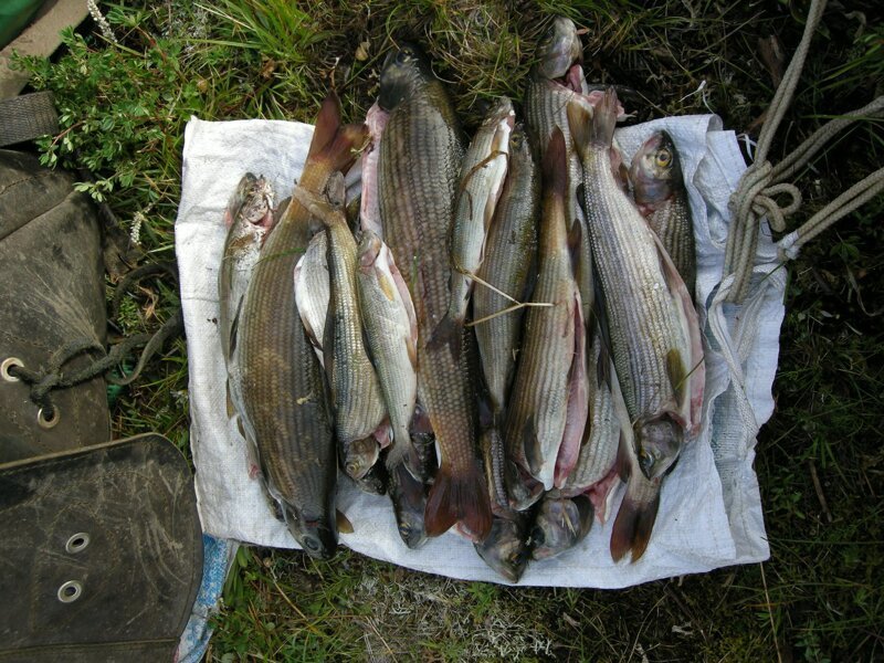 Прошли 10 дней по плато Укок без продуктов Прошли 10 дней по плато Укок без продуктов Алтай,отдых,рібалка,самостоятельные путешествия,туризм