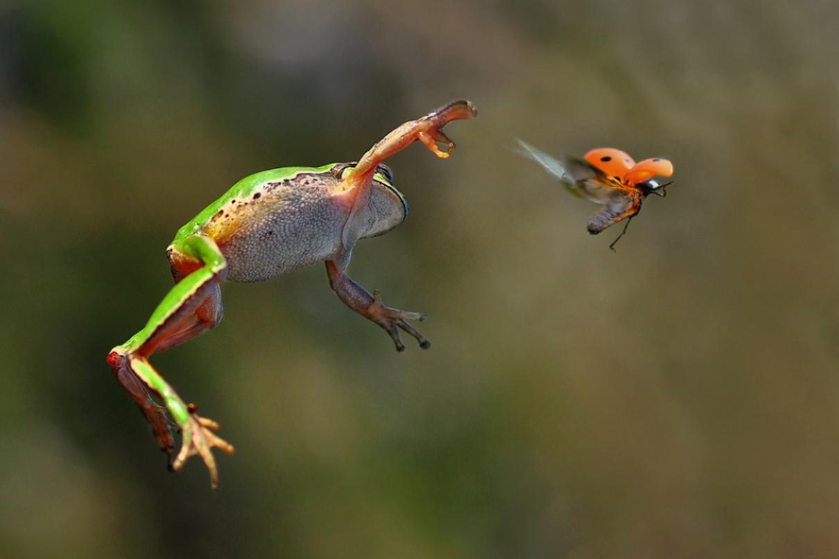 Летающие земноводные. Яванская веслоногая лягушка. Японская веслоногая лягушка. Летающие лягушки веслоноги. Лягушка ловит насекомых.