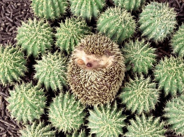 Позитивные и улыбчивые ежики Позитивные и улыбчивые ежики приколы,угарные фотки