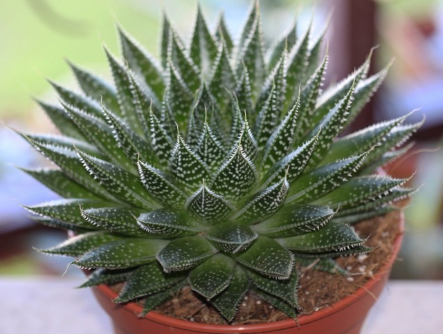 Алоэ остистое (Aloe aristata)