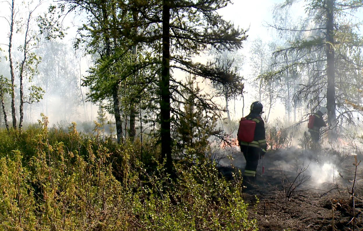 Пожарный сторож. Ноябрьское лесничество. Ноябрьский лесхоз. Ноябрьск нефтяник малыгин юрий. Ноябрьское лесничество.