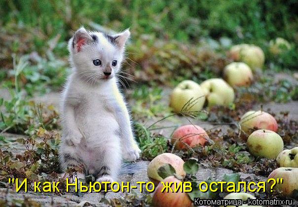 Котоматрица: "И как Ньютон-то жив остался?"