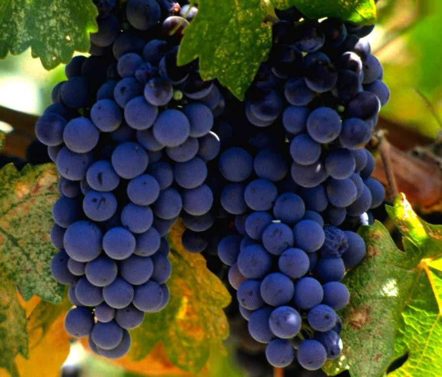 Компания  INKERMAN  планирует собрать более 12 000 тонн винограда