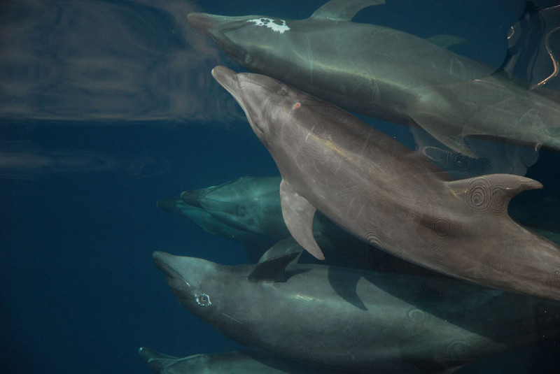 Дельфины, 18 ноября 2010 животные, море, океан, природа, рыба